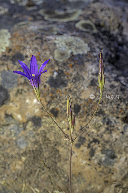 Brodiaea elegans是一种花百合属植物，俗称收获Brodiaea，优雅的Brodiaea和优雅的簇百合。Pepperwood保存;圣罗莎;加州的索诺玛县。Asparagaceae